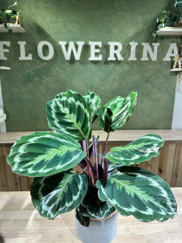 Calathea